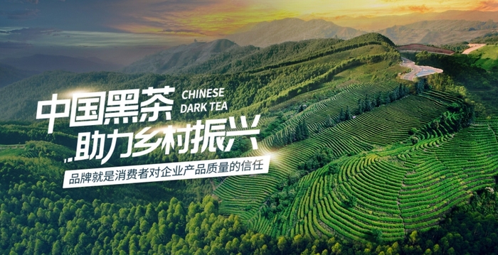 理想华莱黑茶的功效有什么用？已全面为您解答